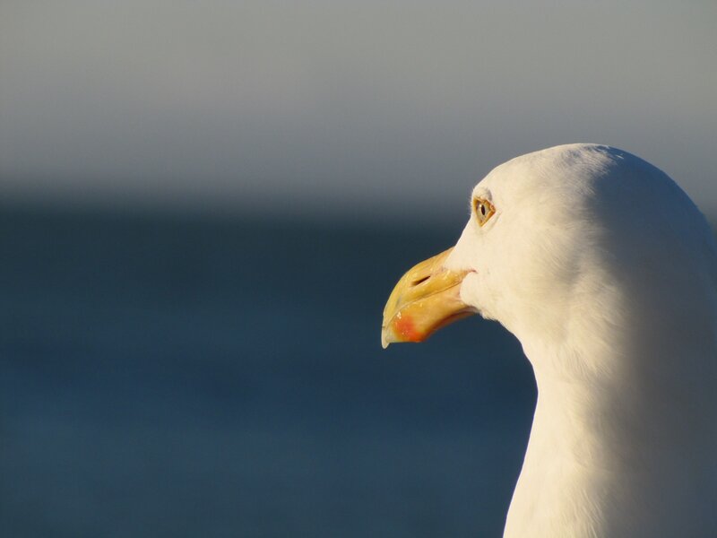 seagull in profile