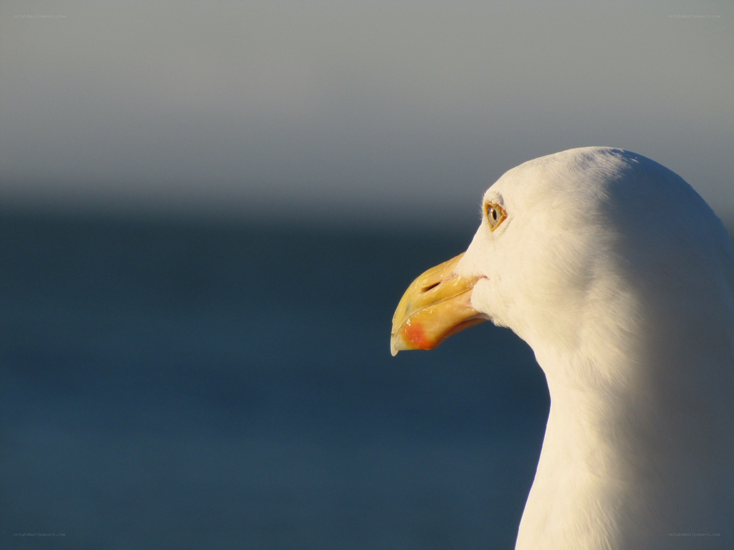 seagull in profile