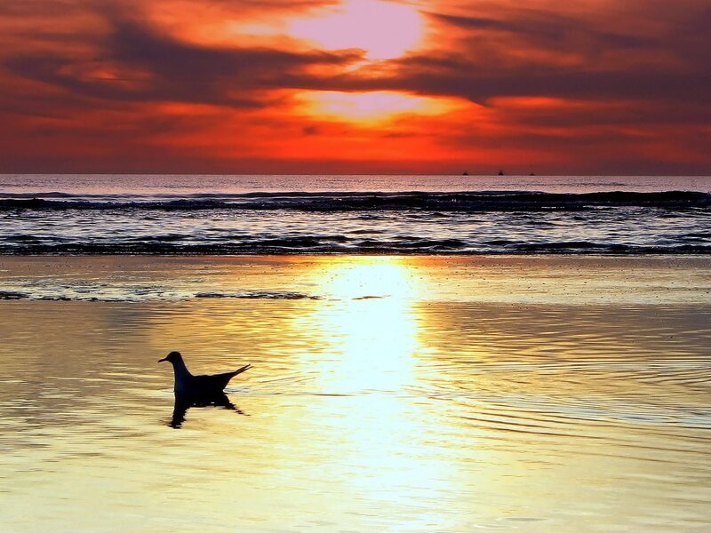 Seagull in Shallow Water — Orange