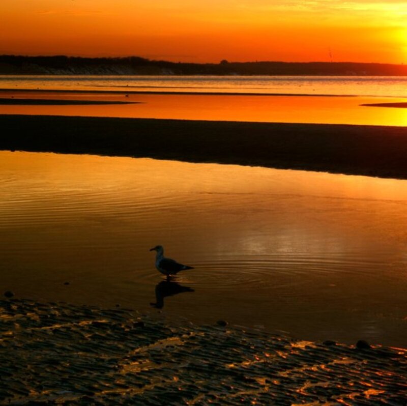 Seagull in Shallow Water
