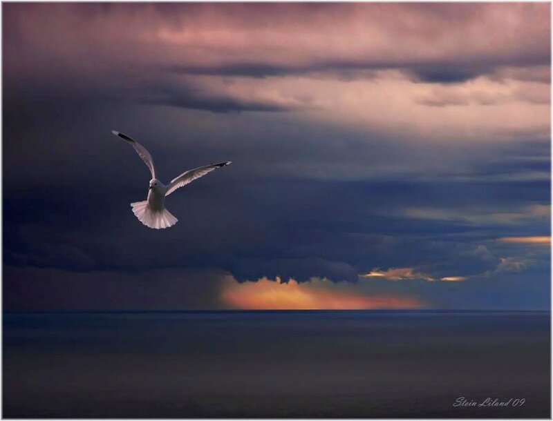 Seagull in stormy sky