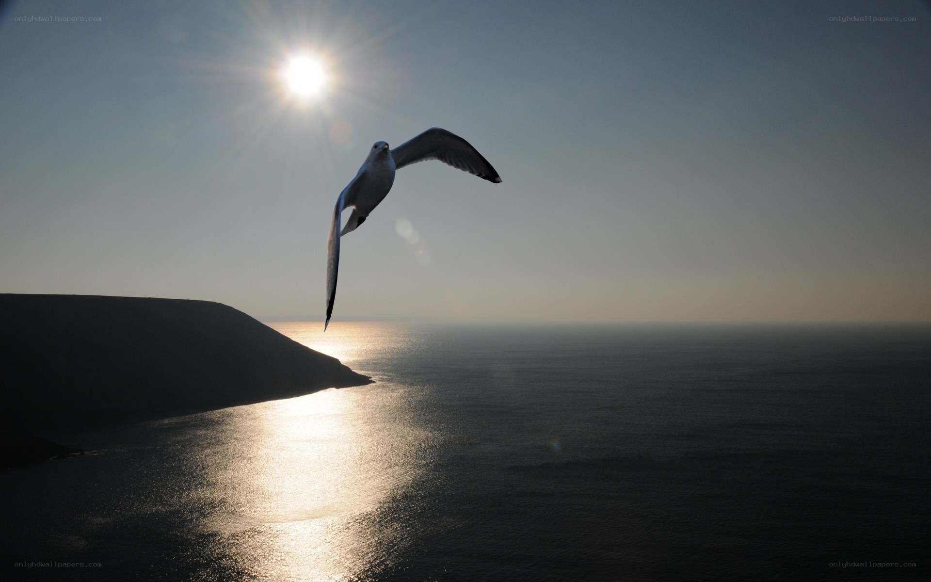 Seagull in sunlight over ocean