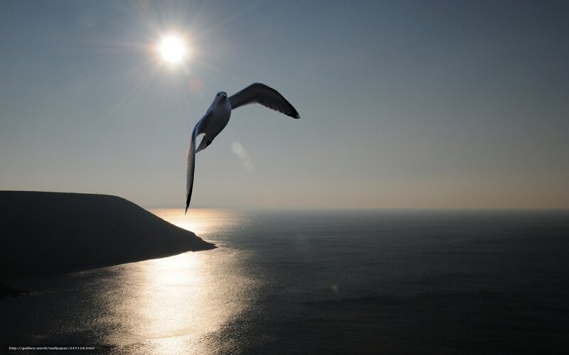 Seagull in sunlight over ocean