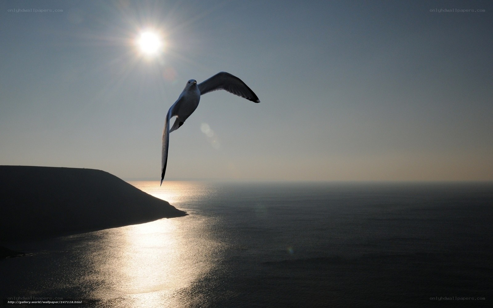 Seagull in sunlight over ocean