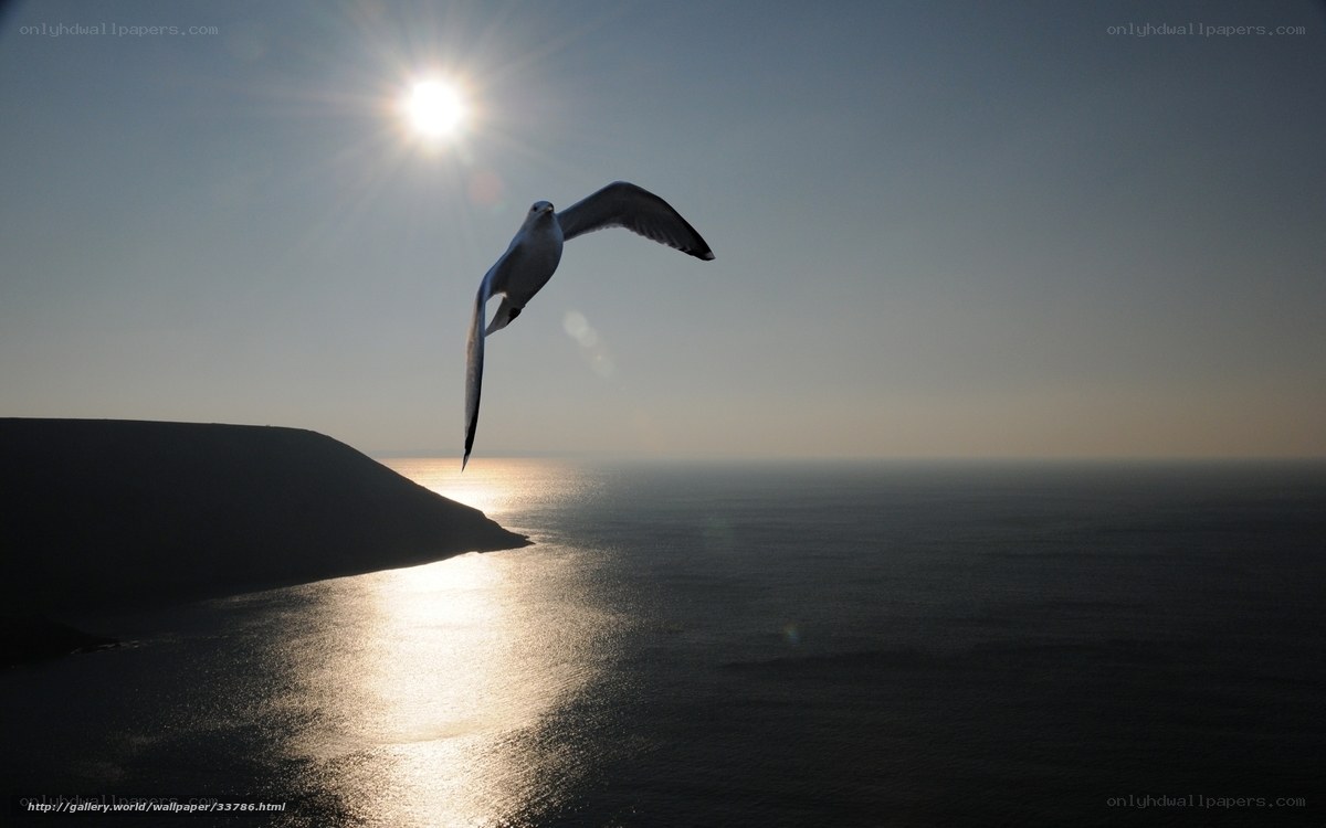 Seagull in sunlight over sea