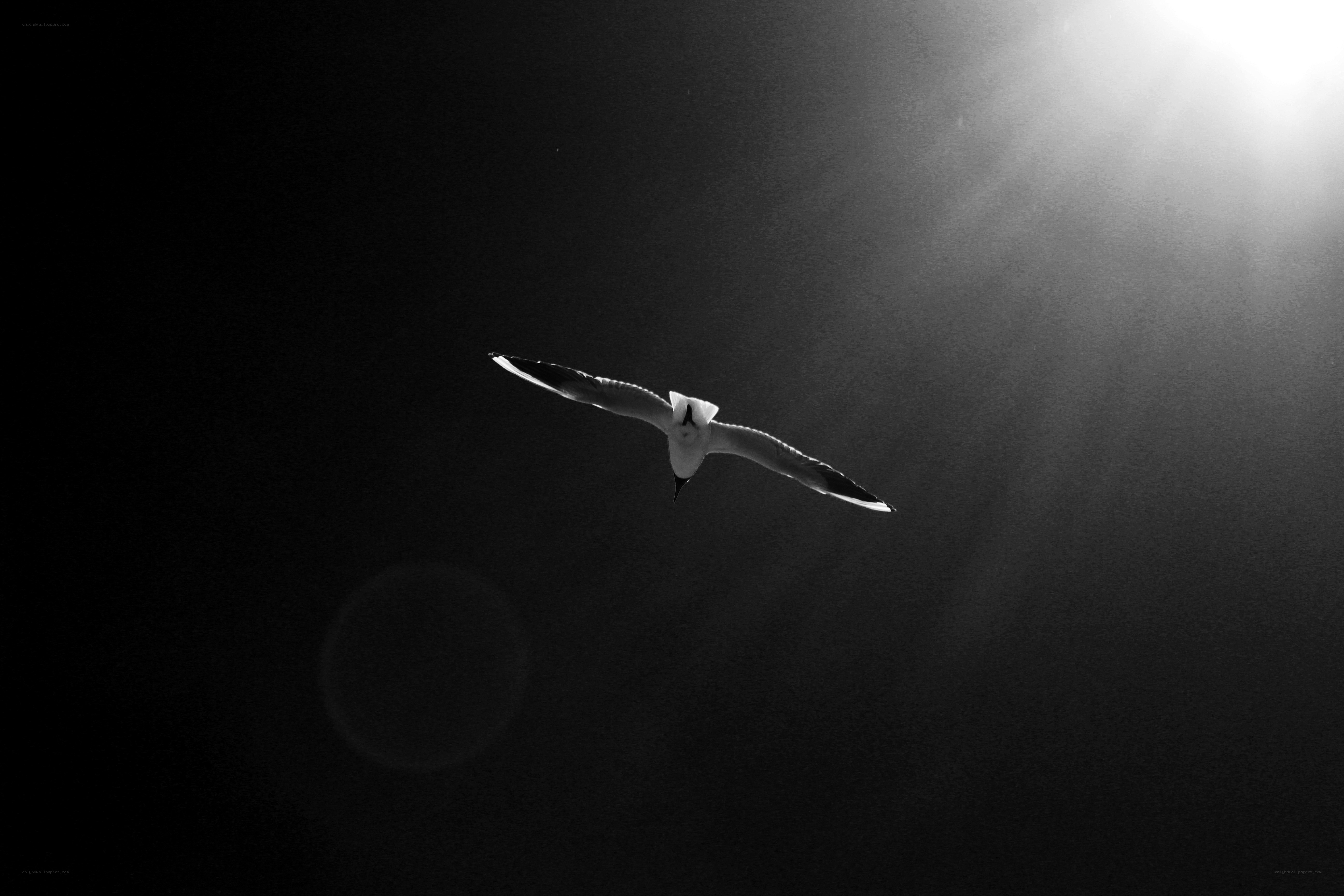 Seagull in Sunlight