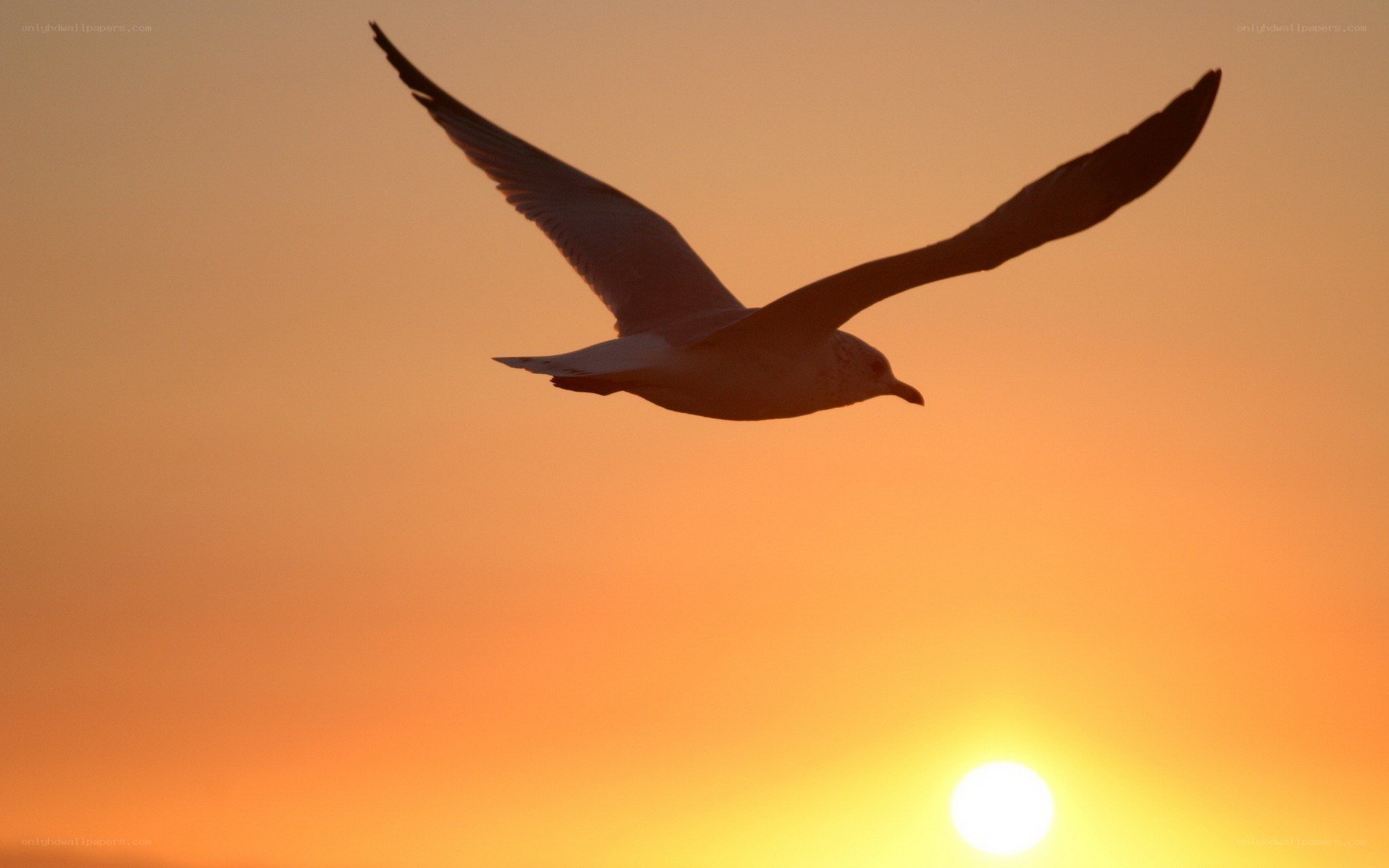 Seagull in sunset flight