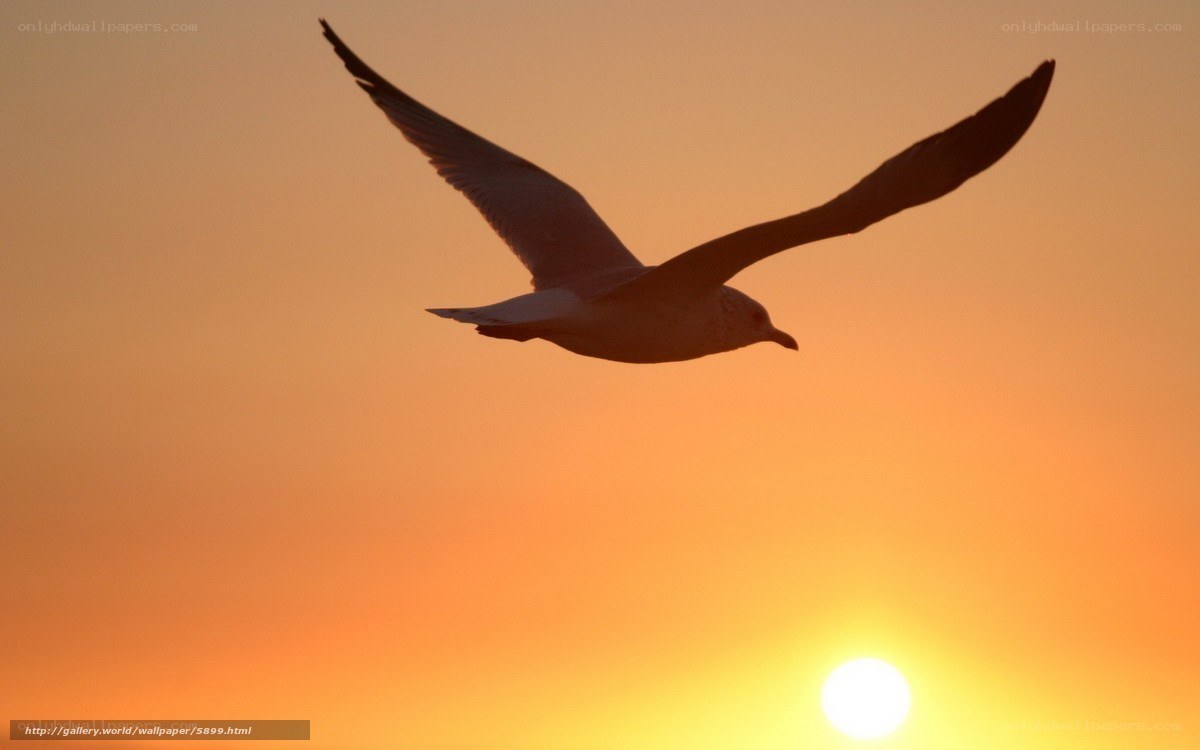 Seagull in sunset flight
