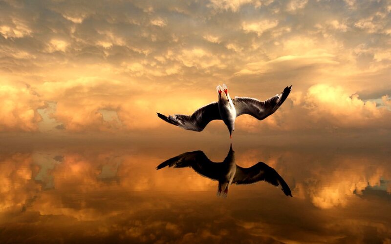 Seagull in sunset reflection
