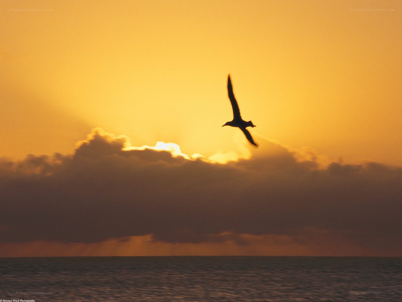 Seagull in sunset silhouette