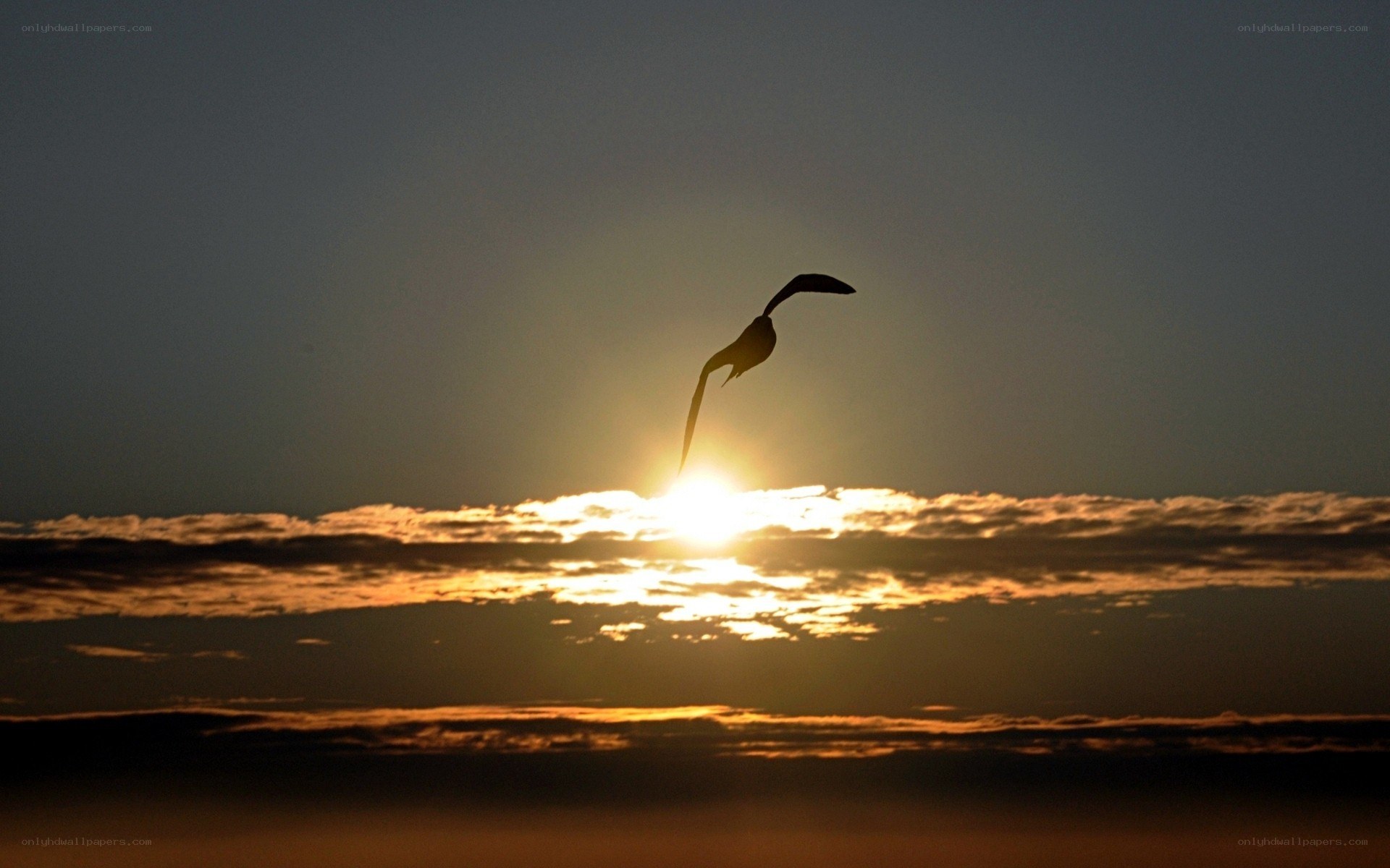 Seagull in sunset silhouette