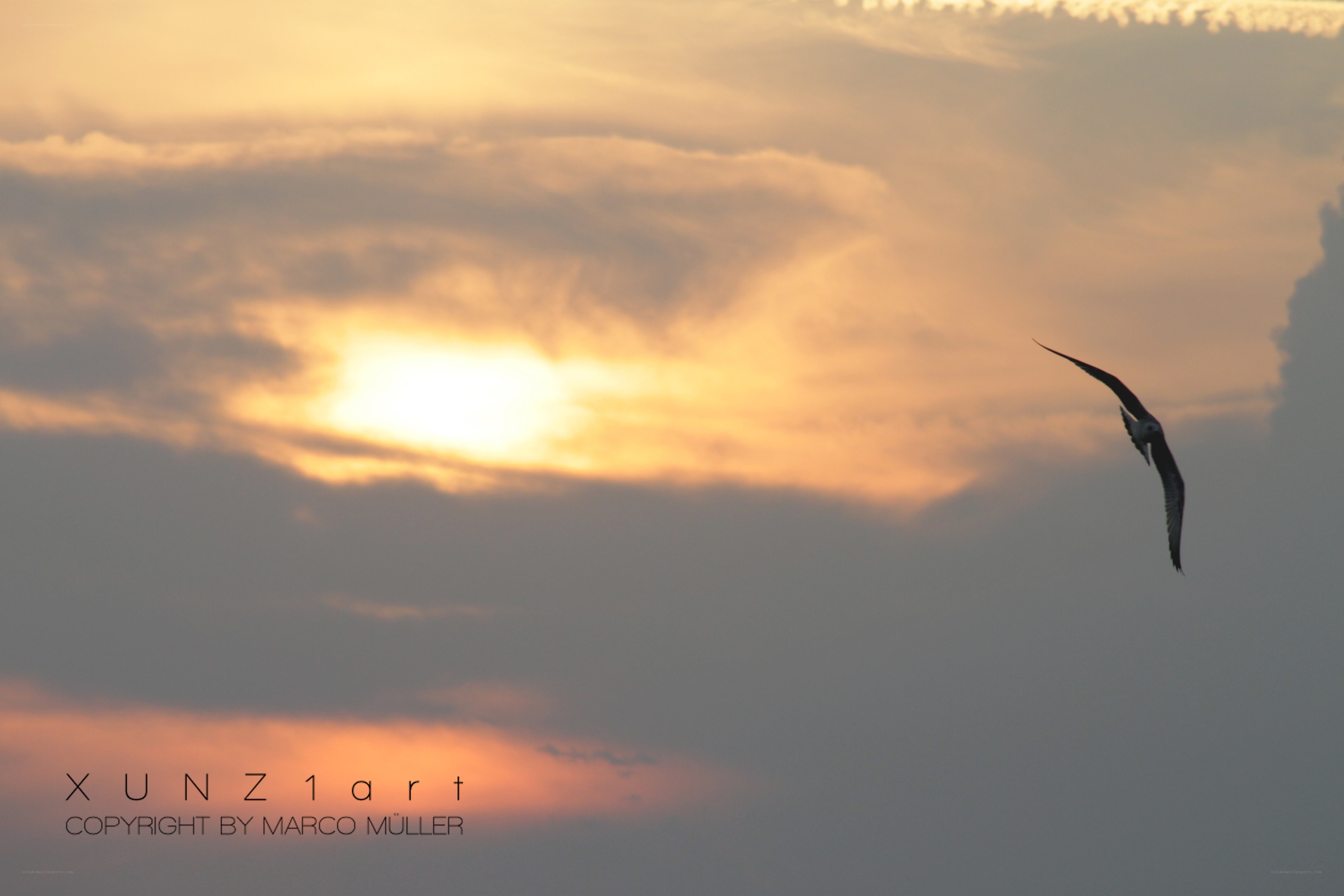 Seagull in sunset sky