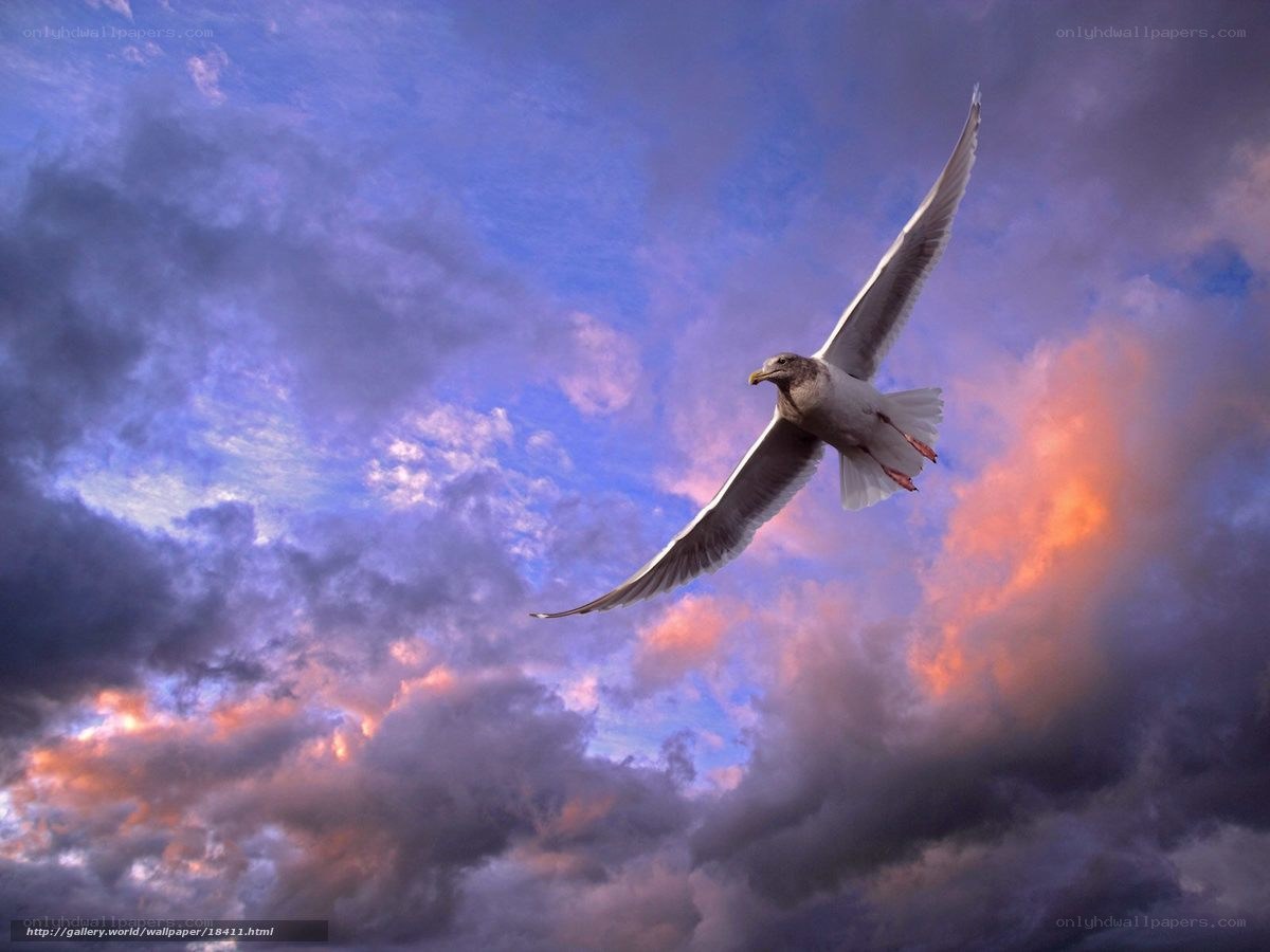Seagull in sunset sky