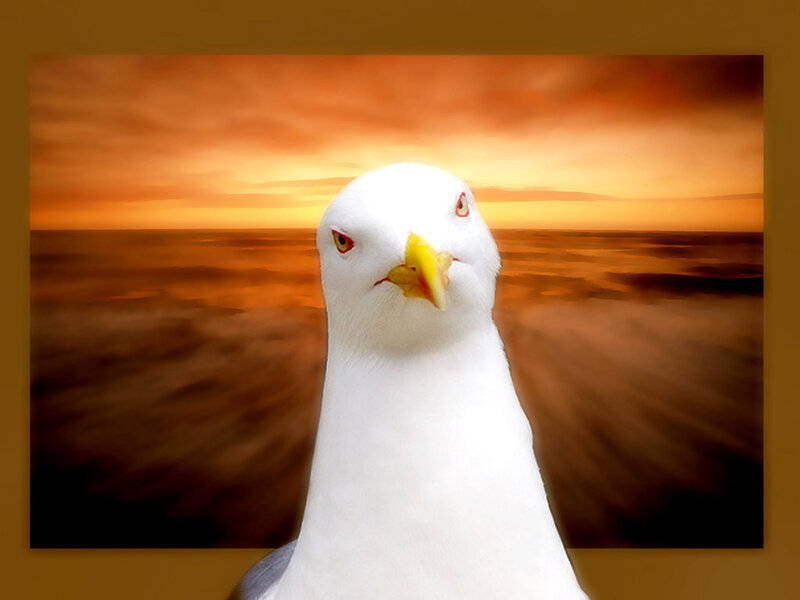 Seagull in Sunset