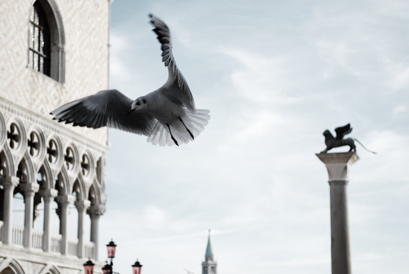 Seagull in Venice
