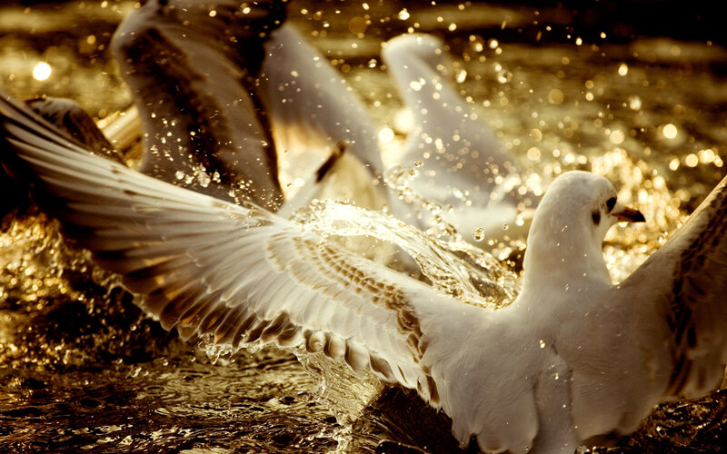 Seagull in Water