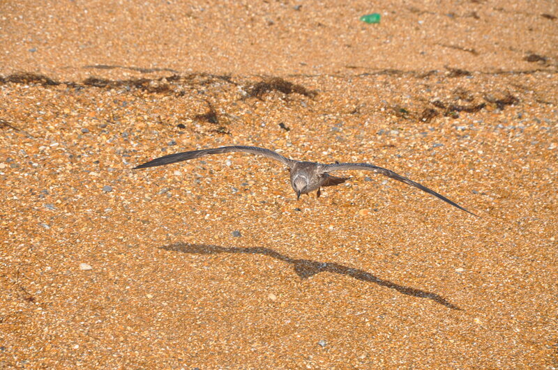 Seagull landing on beach