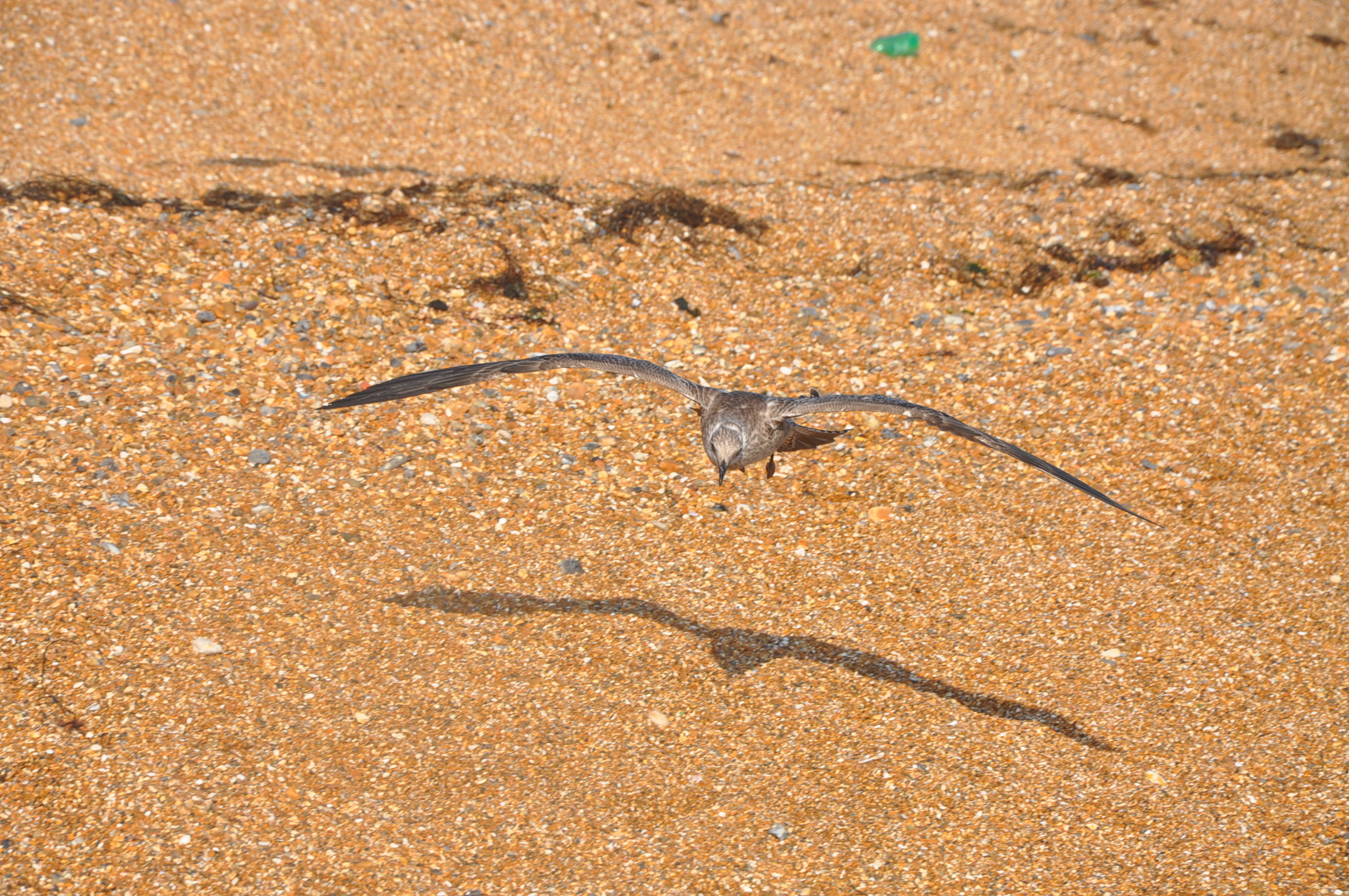 Seagull landing on beach
