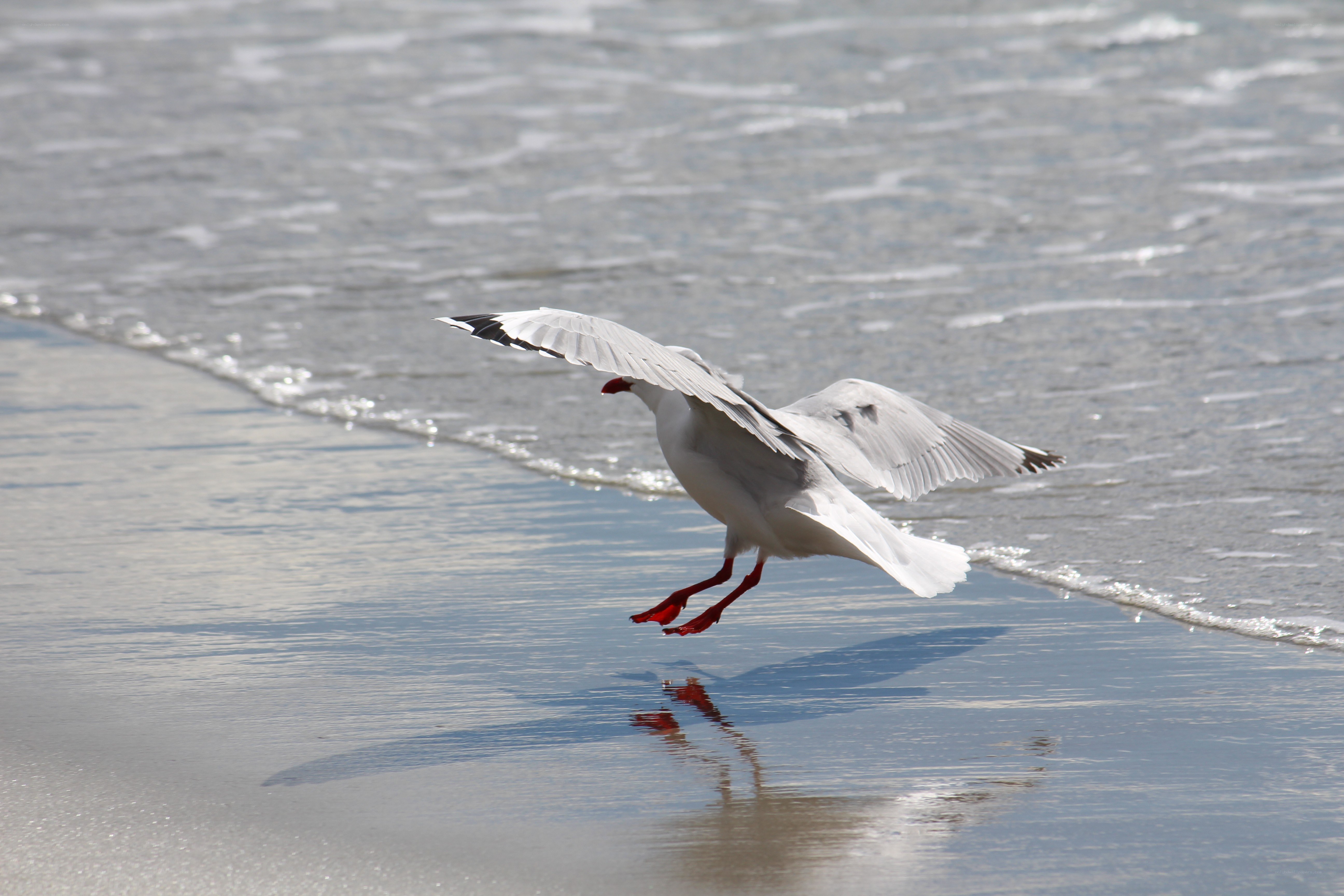 Seagull landing on beach