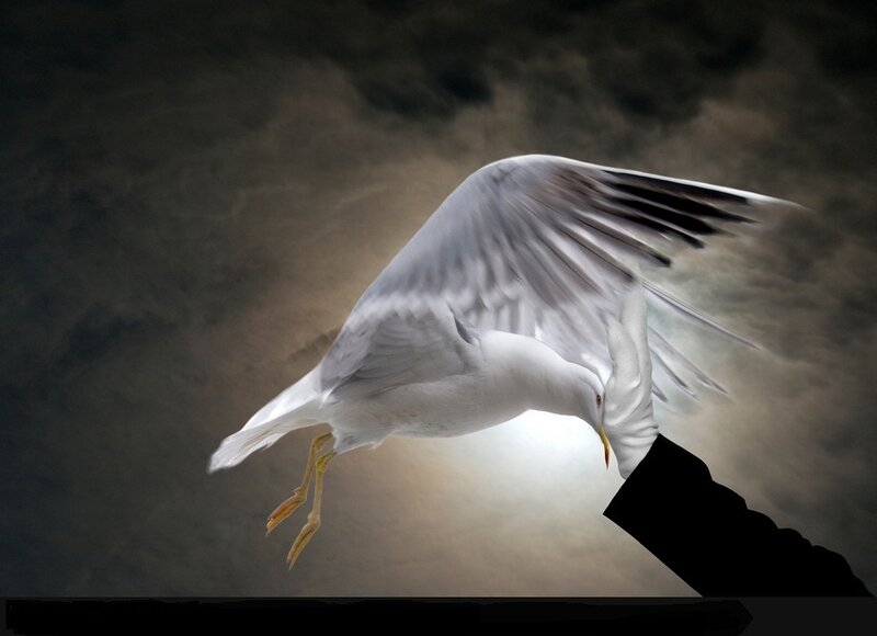 Seagull Landing on Hand