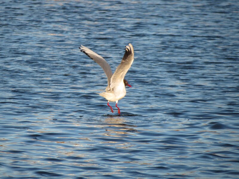 Seagull Landing on Water — Blue