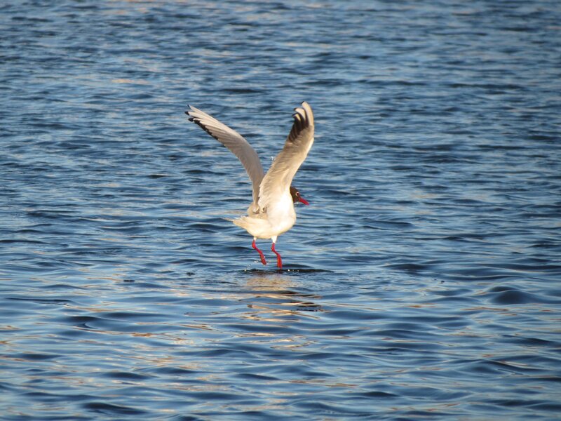 Seagull landing on water