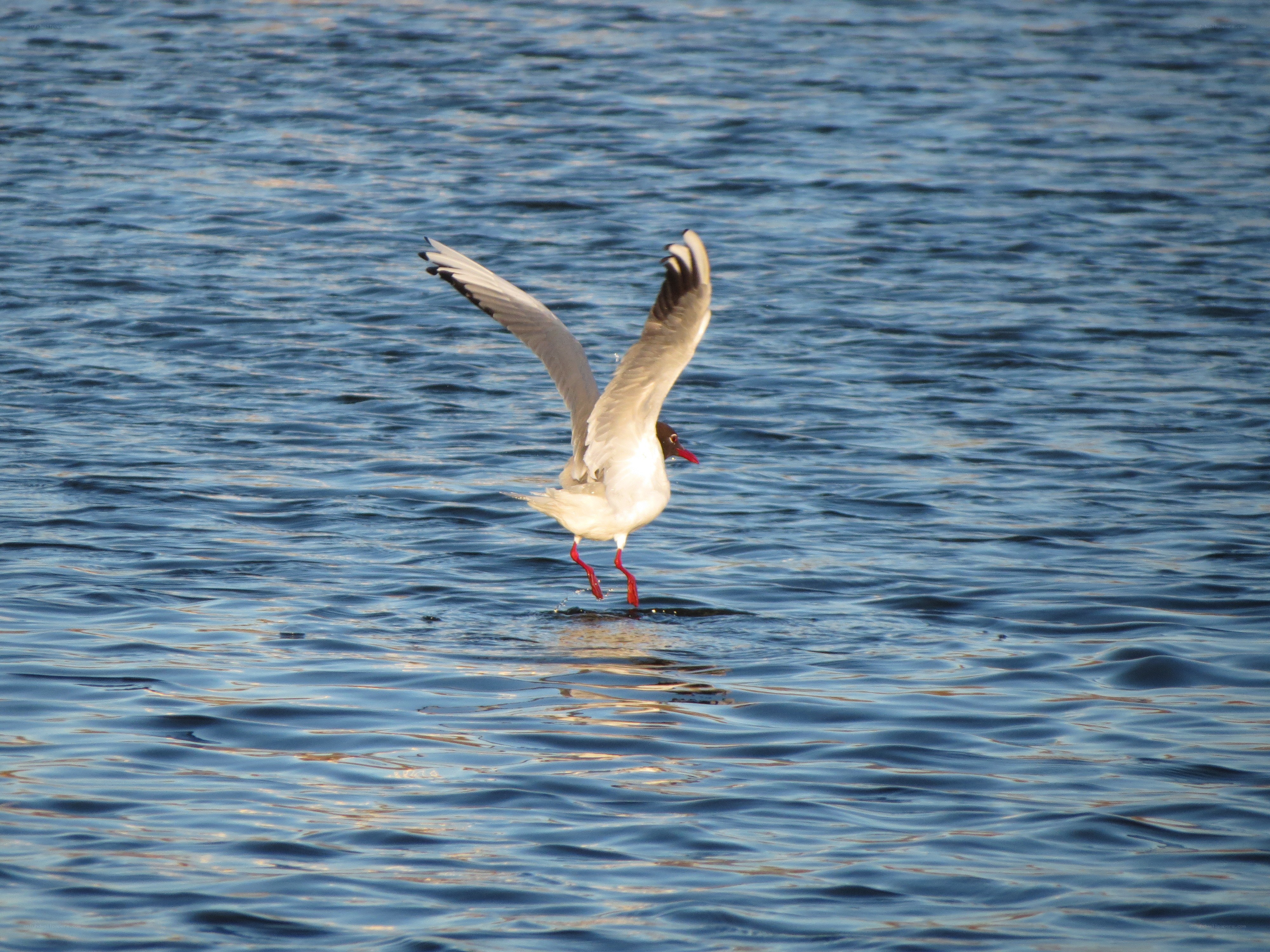 Seagull landing on water