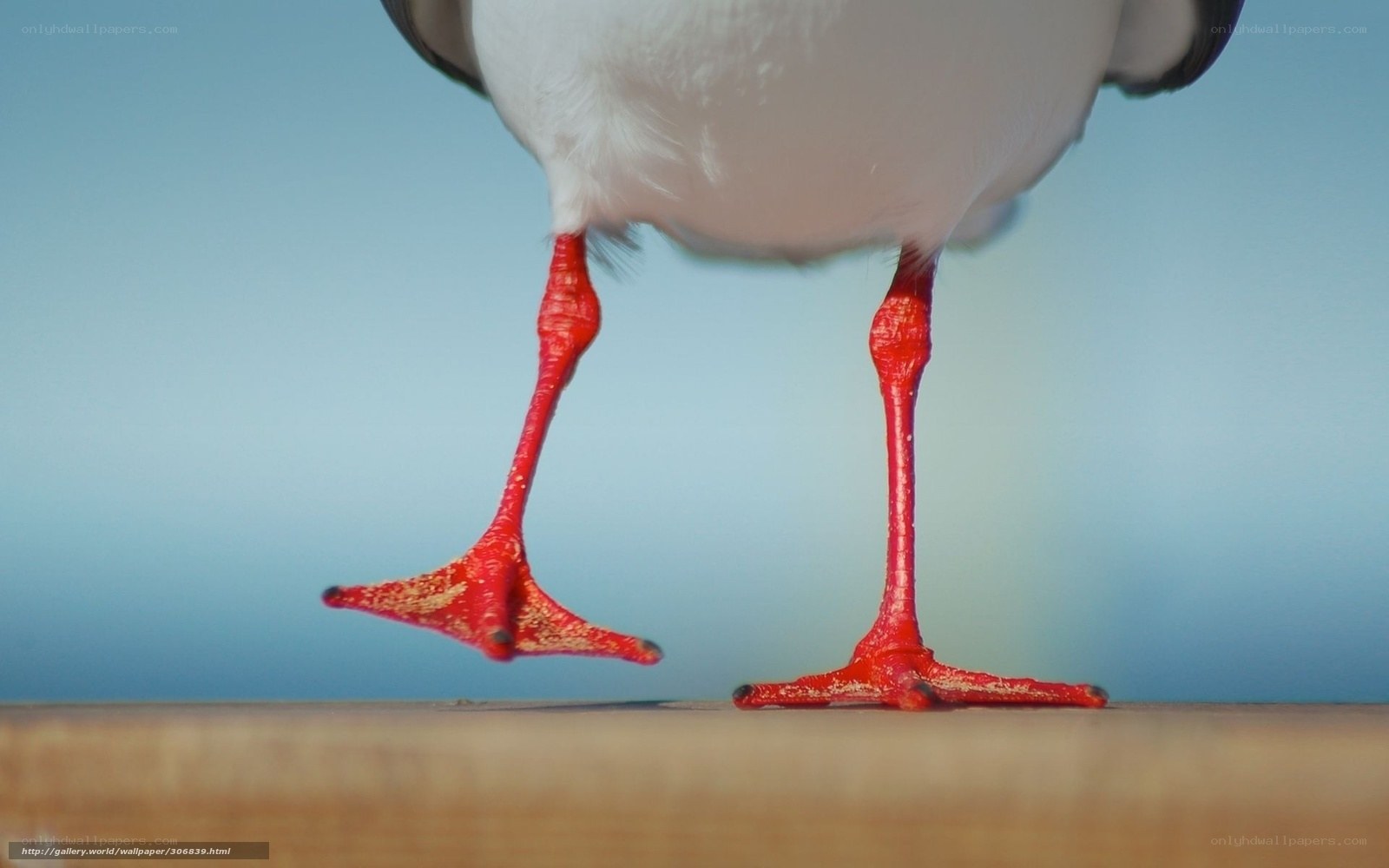 Seagull legs on a wooden surface