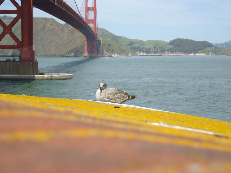 Seagull near Golden Gate Bridge