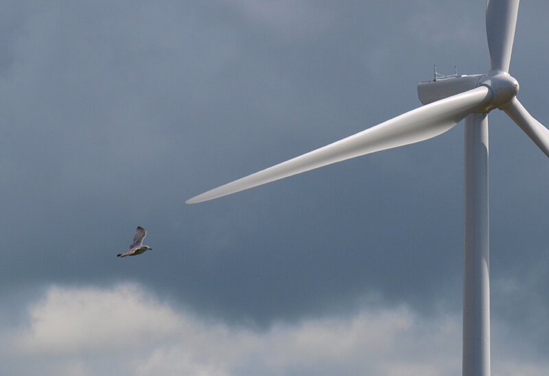Seagull Near Wind Turbine