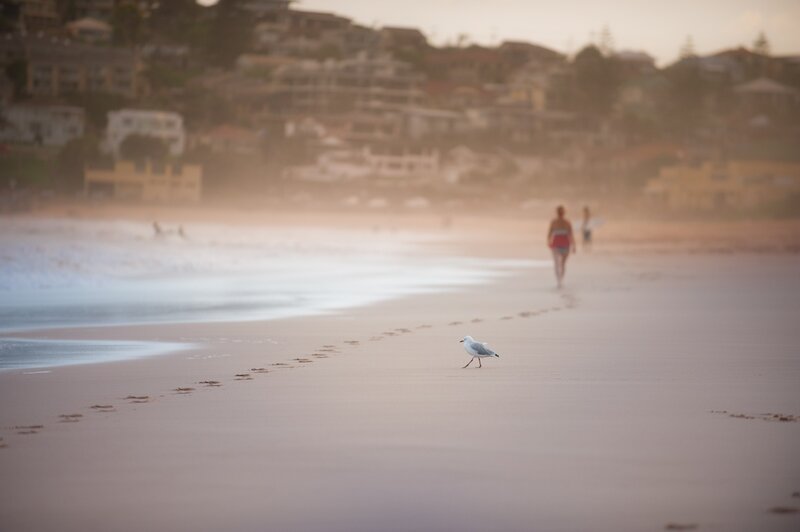 Seagull on a beach at sunset