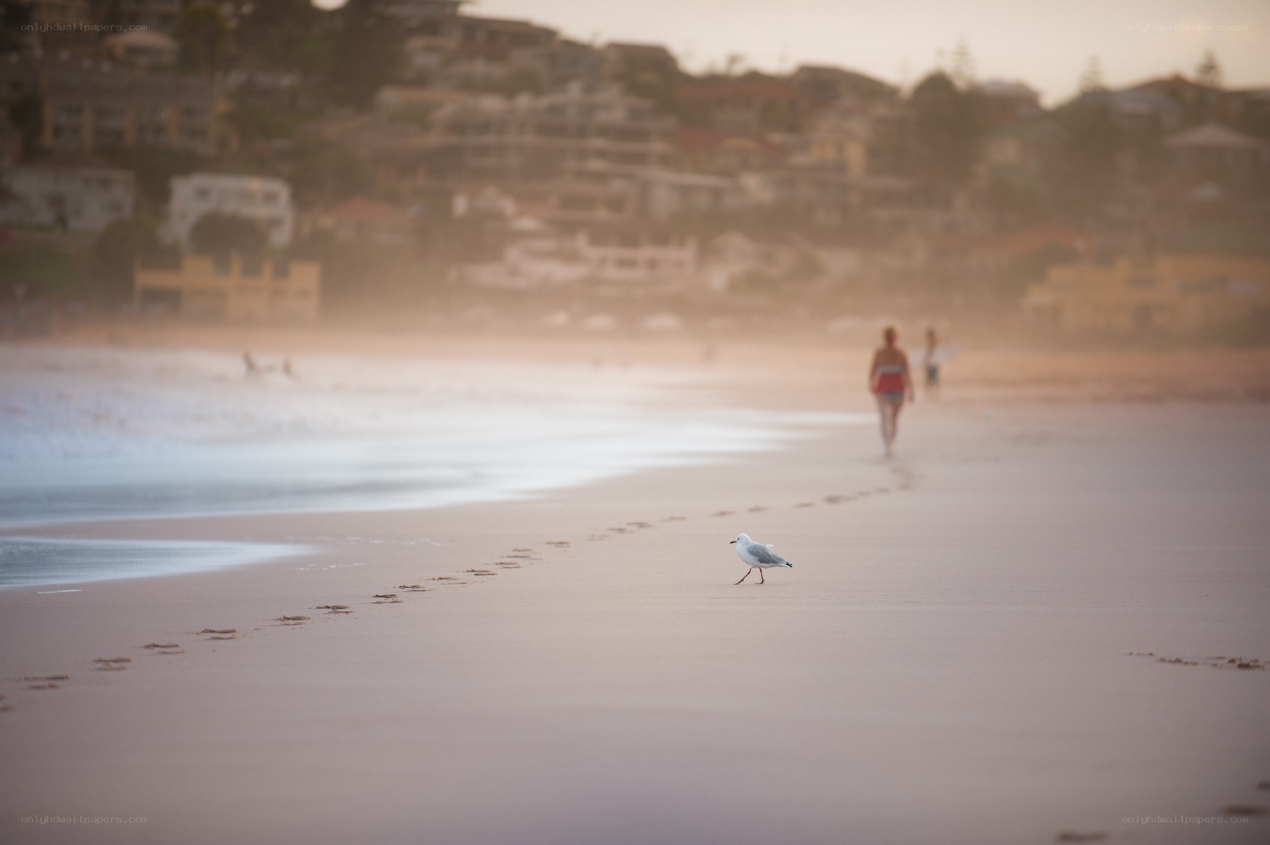 Seagull on a beach at sunset