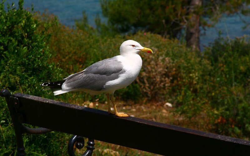 Seagull on a bench