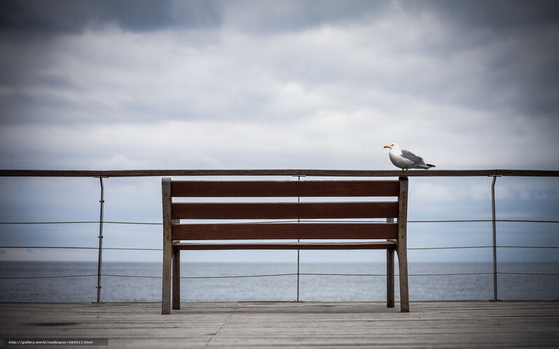 Seagull on a bench