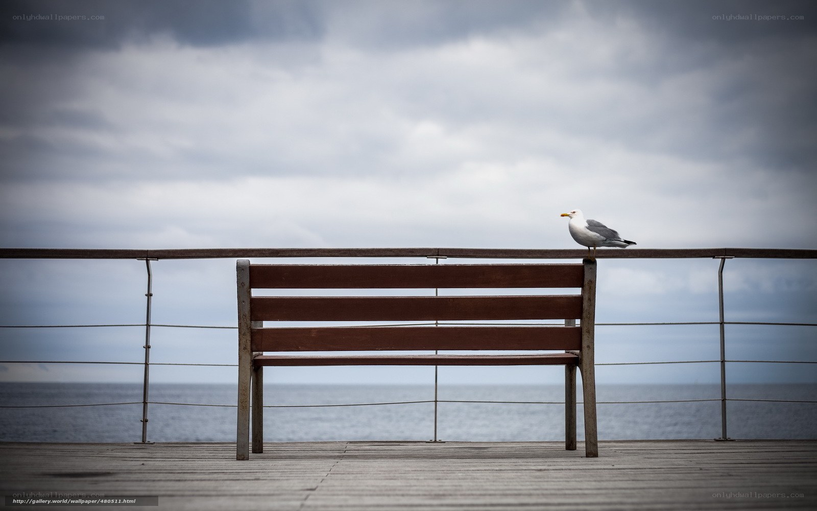 Seagull on a bench