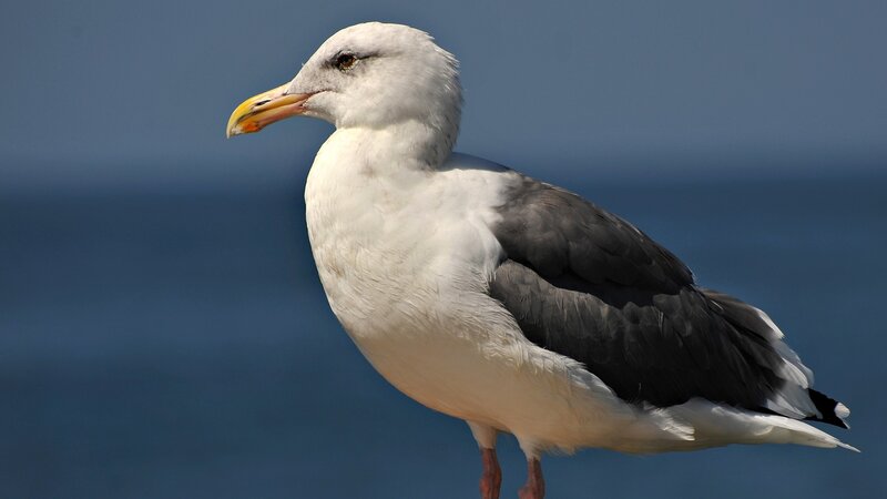 seagull on a blue background