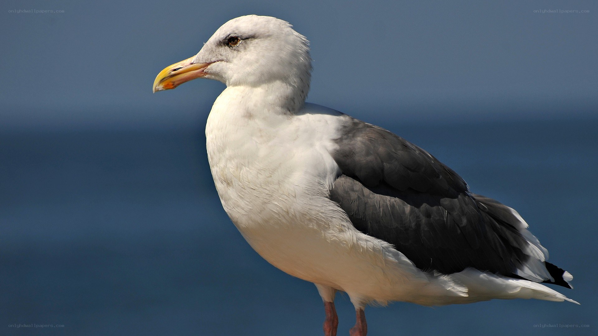 seagull on a blue background