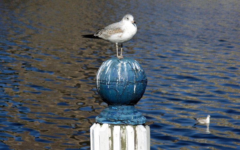 Seagull on a blue post