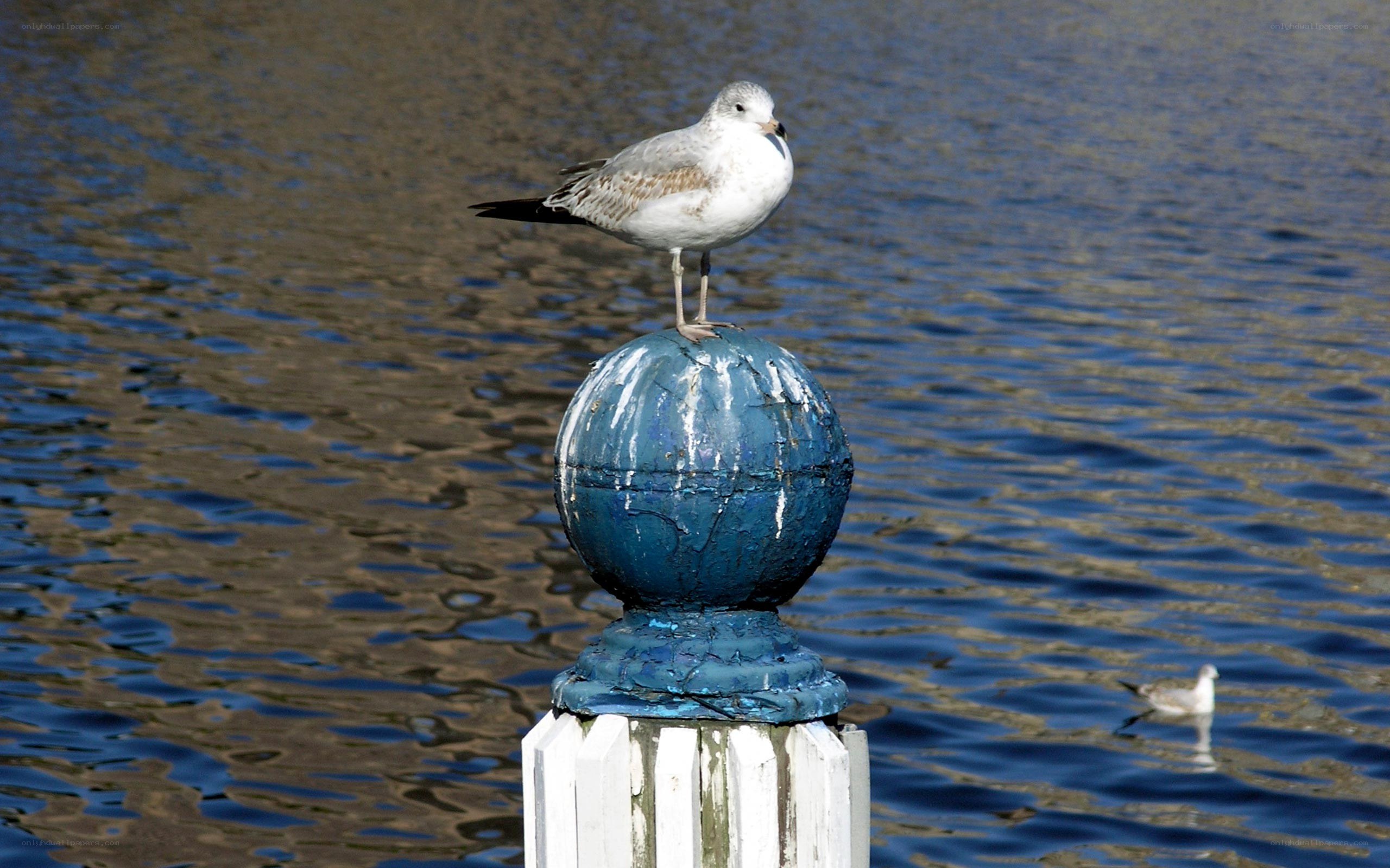 Seagull on a blue post