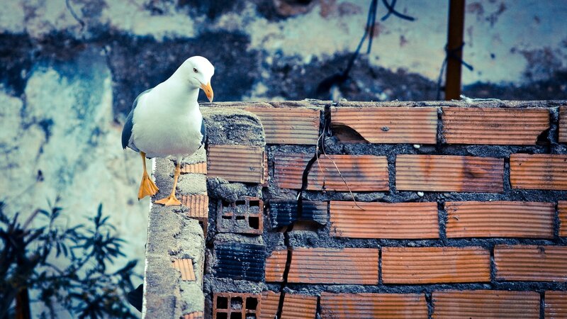 Seagull on a brick wall