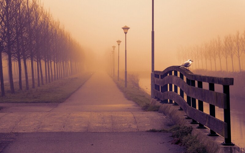 Seagull on a Bridge — Orange