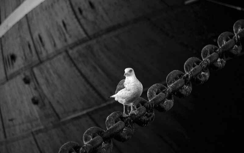 Seagull on a chain