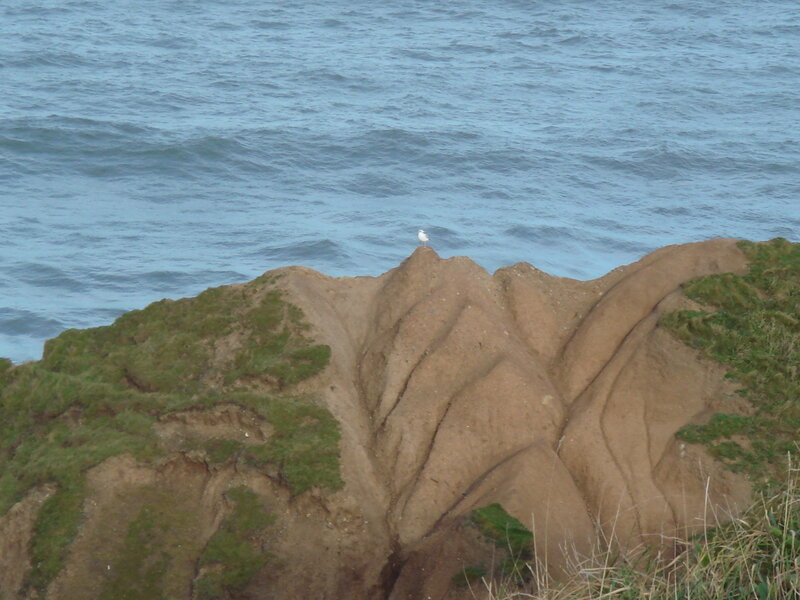 Seagull on a cliff edge