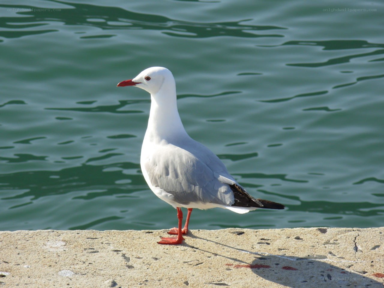 Seagull on a concrete ledge