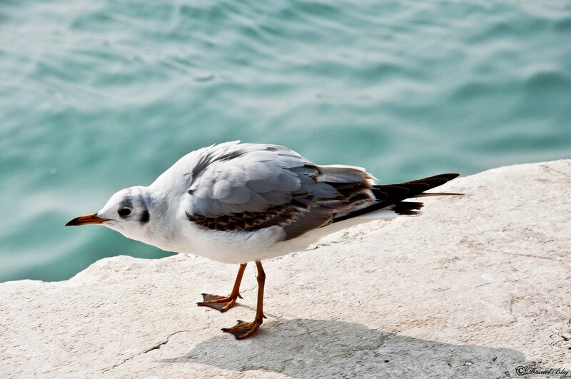Seagull on a concrete ledge