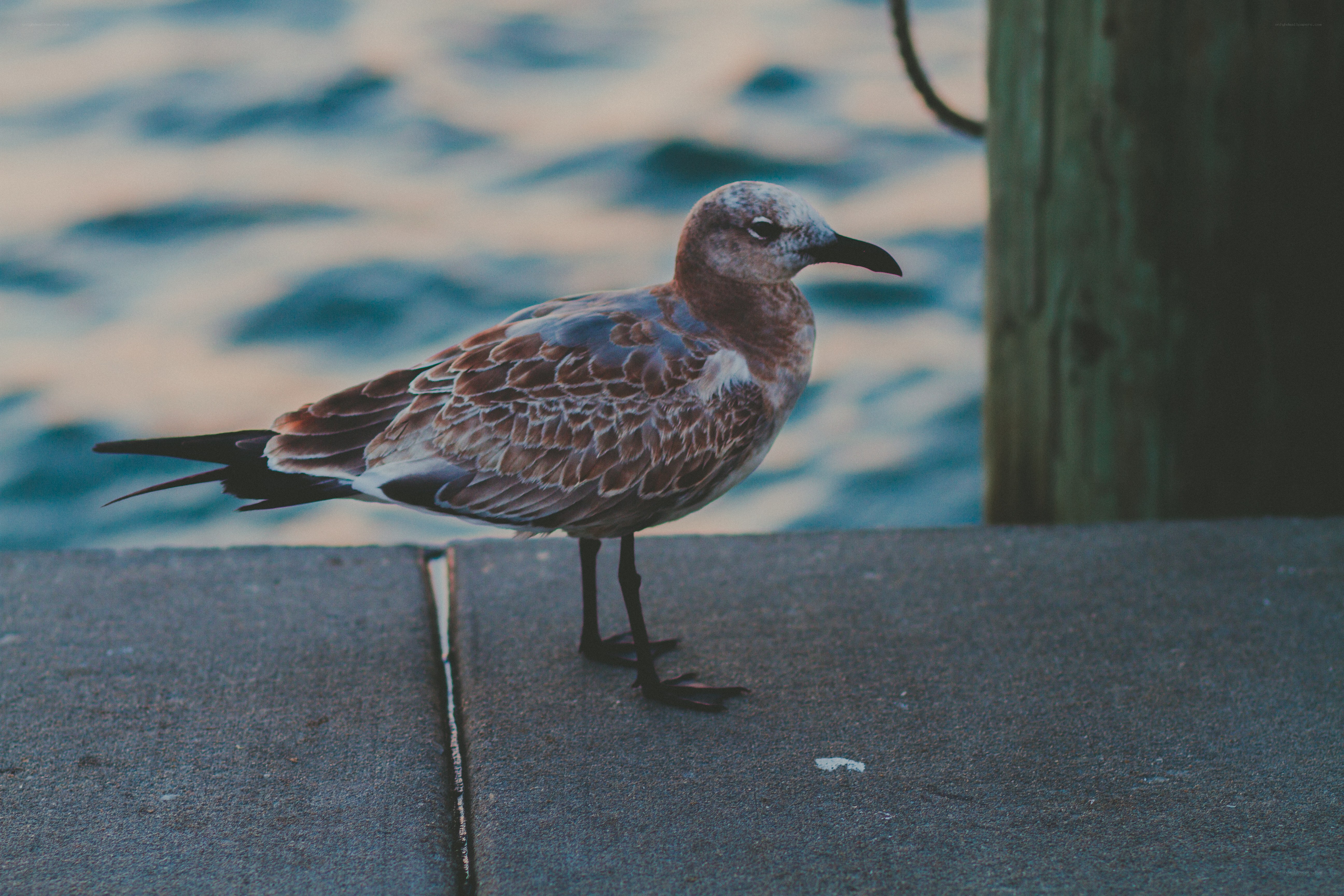 seagull on a dock