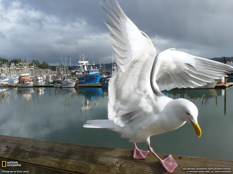 Seagull on a dock