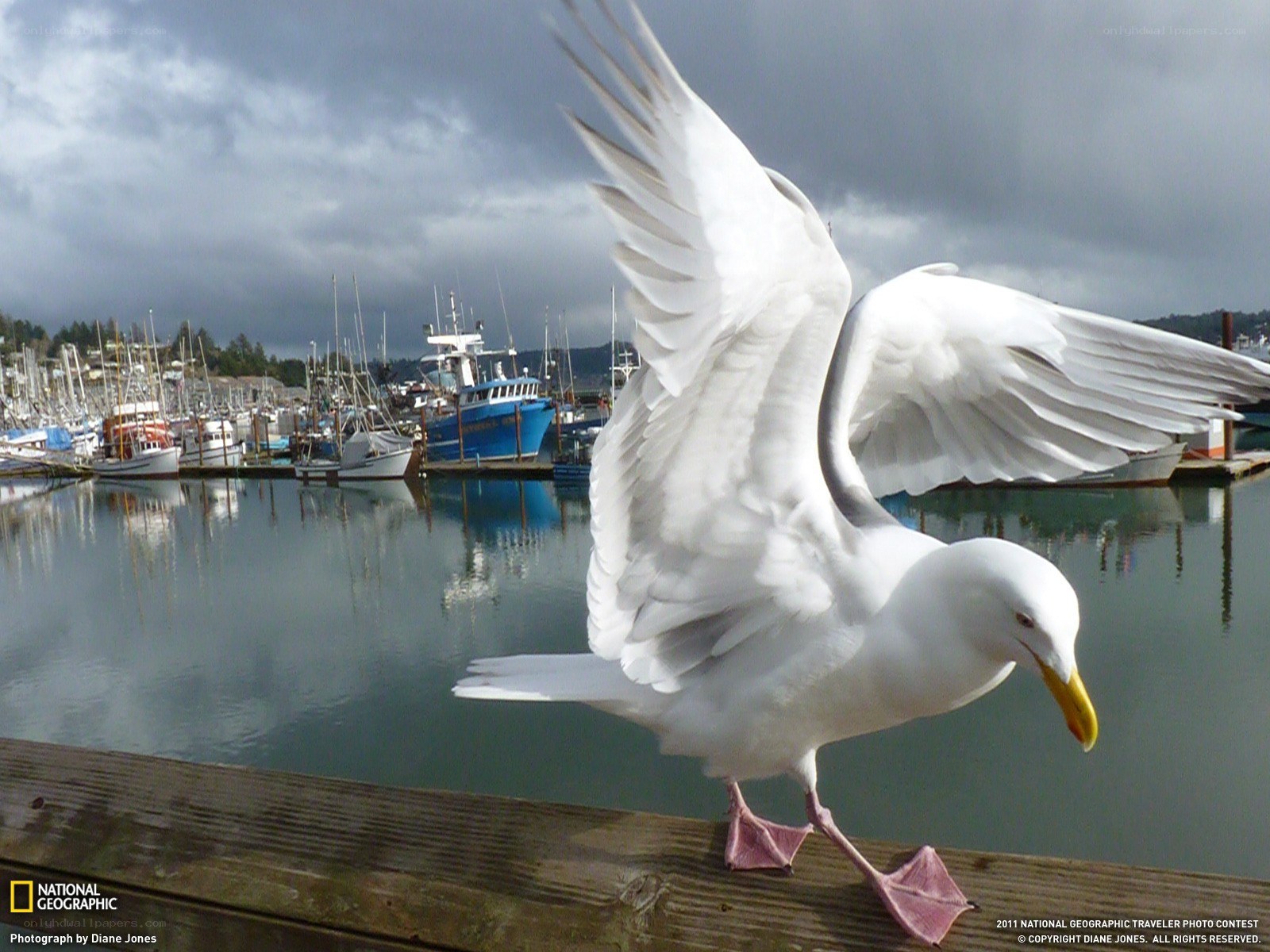 Seagull on a dock