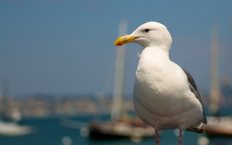 Seagull on a Dock — White