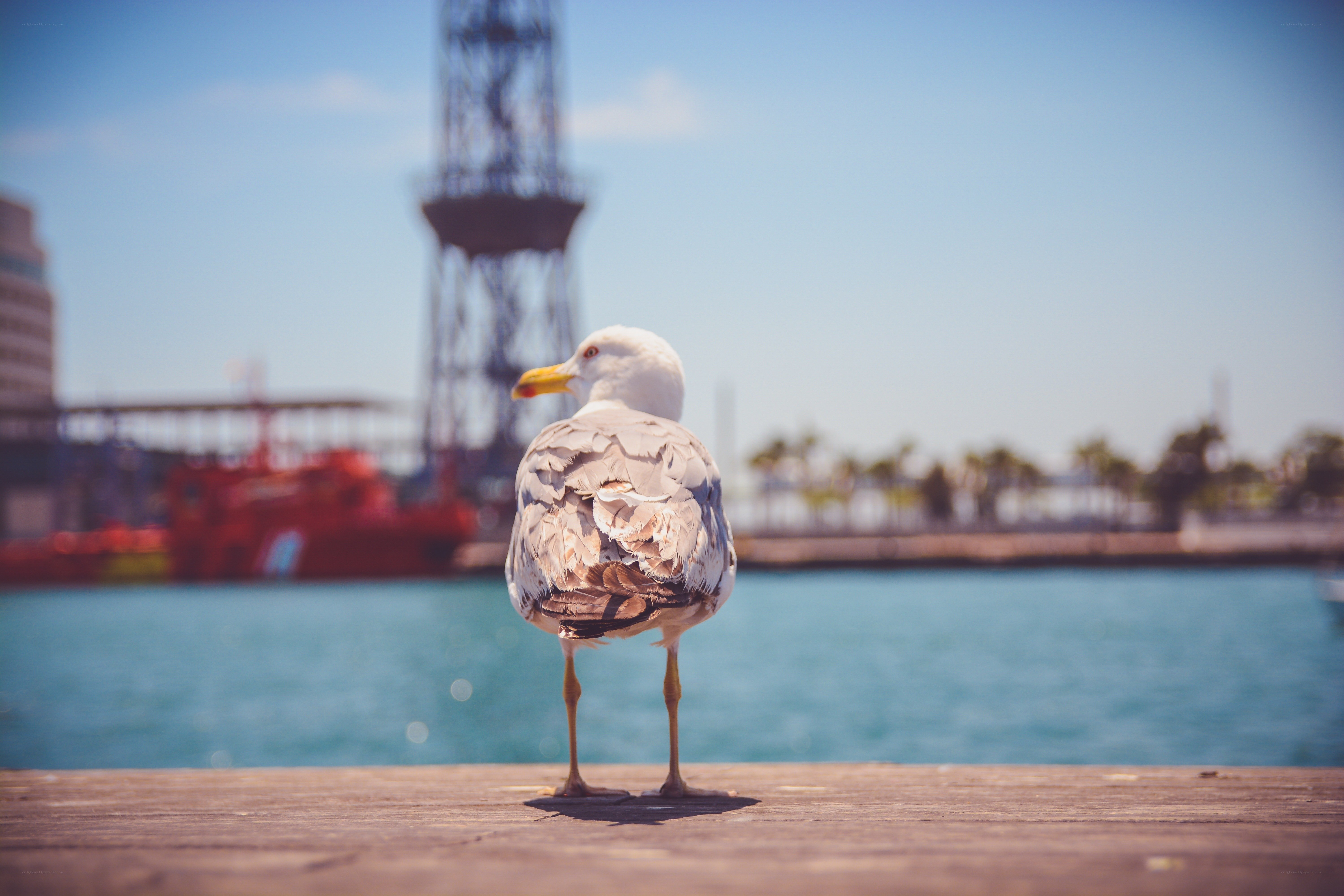 Seagull on a dock